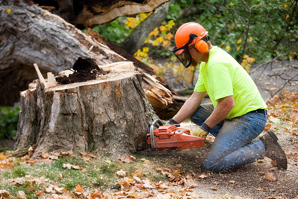 Expert Tree Trimming and Pruning
